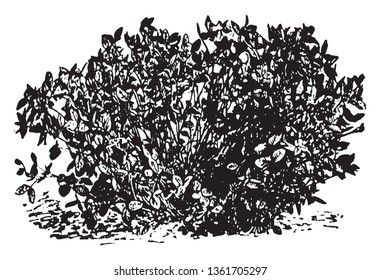 A picture showing a red clover plant which does not reproduce except from the seed, vintage line drawing or engraving illustration.