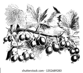 A picture showing the Ribes Oxyacanthoides tree. The tree's tree has got very small fruits called Goose Berry. That tree has covered the branch, vintage line drawing or engraving illustration.