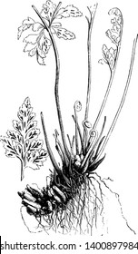 A picture showing Rootstock and Fertile Fronds of Asplenium Adiantum-Nigrum. The spleenwort is the common name for asplenium. It is also known as black spleenwort, vintage line drawing or engraving