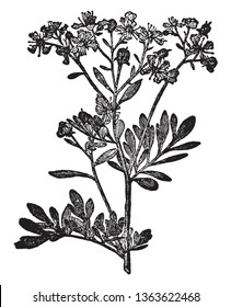 A picture is showing Rue plant. This is from Rutaceae family. Flower is yellow. Simple leaves and small compounded. This plant is dense, vintage line drawing or engraving illustration.