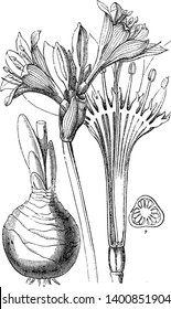 A picture is showing Sea Daffodil, also known as Pancratium maritimum. 1. A cut flower shows that there is a double tooth that forms a crown or cup between each stamen. 2. Horizontal part of the ovary