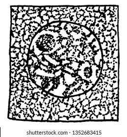 Ein Bild, das die zweite Stufe der Abteilung Großmutter Zelle, Vintage-Linie Zeichnung oder Gravitation Illustration zeigt.