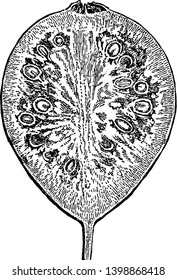 A picture showing the Section of the Apple Guava also known as Psidium guayava. It is a small tree in the Myrtaceae family, vintage line drawing or engraving illustration.