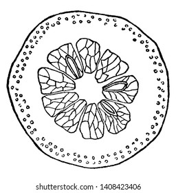 Una imagen que muestra la sección de Hesperidium que un fruto con pulpa seccionada dentro de una corteza separable, dibujo de línea vintage o ilustración de grabado.