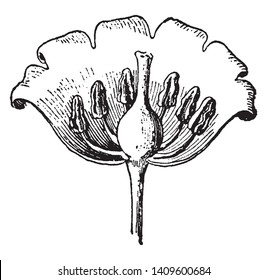 A picture showing a section of lily-of-the-valley. It is open to show the parts. Pistal, Stamen and Petal this parts are shown, vintage line drawing or engraving illustration.