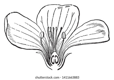 A picture showing section of a moderately enlarged flower, showing a part of the petals and stamens, the five styles, and an ovary section with two rudimentary ovules or seeds, vintage line drawing