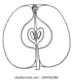 A picture is showing the section of a pome which is a well-known fruit of the apple, pear and quince. It comes from a compound pistil with a coherent calyx-tube, vintage