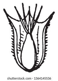 The Picture is showing a Section of Primrose Succisa fruit, vintage line drawing or engraving illustration.