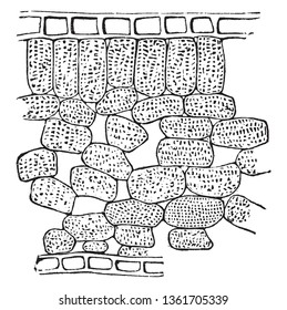 A picture showing the section through the thickness of a Florida Star-Anise leaf, vintage line drawing or engraving illustration.