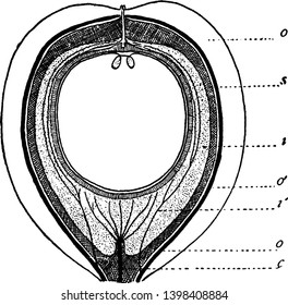 Ein Bild, das die Abschnitte des Saatguts zeigt. Die Sektion zeigt Cycas Circinalis, äußere Fieberschicht, innere Fieberschicht und zentrales Gefäßbündel, Vintage-Linien-Zeichnung oder Graviergrafik.