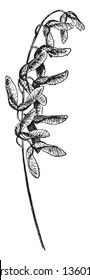 Picture is showing the seed of a Mountain maple tree. IT produces numerous root crowns, but it does not appear to spread from root suckers or rhizomes. It is difficult to grow from cuttings, vintage