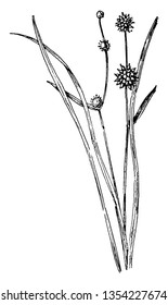 A picture is showing Small Bur-Reed, commonly known as Sparganium natans. It belongs to Typhaceae family. It fruits are small green or brown and leaves are linear and internally separate, vintage 