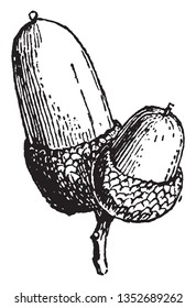 A picture showing small cup shaped depression, vintage line drawing or engraving illustration.