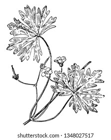 A picture is showing Small Geranium, also known as Geranium Pusillum. This is an herbaceous annual plant, which belongs to Geraniaceae family, vintage line drawing or engraving illustration.