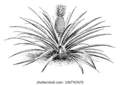 A picture showing smooth leaved Cayenne Pineapple which have purple flowers. The fruit is very large, cylindrical, and dark orange yellow. The flesh is pale yellow and highly flavoured, vintage