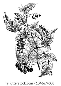 A picture is showing Solanum Dulcamara. It is also known as Bittersweet. It belongs to Solanaceae family and native to Europe and Asia. It is a perennial poisonous plant with purple flowers, vintage 