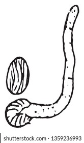 A picture showing Spore Germination of Bread Mold Fungus, vintage line drawing or engraving illustration.