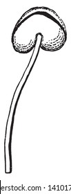 A picture showing a stamen of Mallow also known as Malva, vintage line drawing or engraving illustration.