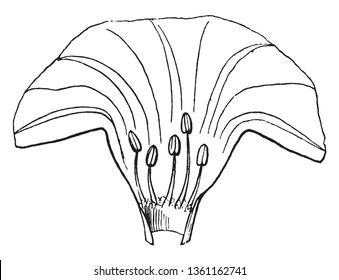 A picture showing the Stamens of the Morning Glory flower, vintage line drawing or engraving illustration.