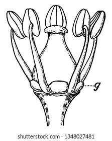 A picture showing Stamens and pistil of the grape, with a nectar gland between each pair of stamens, vintage line drawing or engraving illustration.