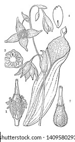 A picture is showing stamens, pistil, latter separate and cross section of the ovary and perpendicular section of a seed, vintage line drawing or engraving illustration.