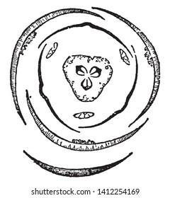 A picture showing the timorous symmetrical flower of Iris. This is a top view of flower and they having three similar segments or parts and below is a single bracket, vintage line drawing or engraving