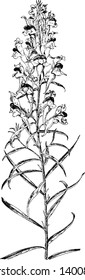 A picture is showing Toad Flax, it also known as Linaria vulgaris. It belongs to Figwort family, Scrophulariaceae. It is a perennial plant. It flowers are similar to the snapdragon and pale yellow