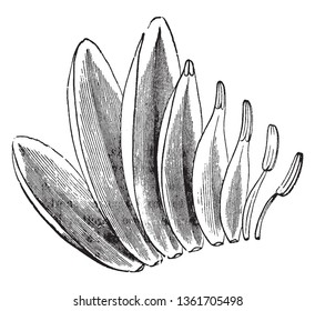 A picture is showing the transitions of sepals, petals, and stamens of White Water-Lily, vintage line drawing or engraving illustration.