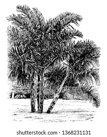 A picture showing trees of Wallichia Disticha. These trees are one out of seven similar species belonging to the Arecaceae family and commonly seen in the Himalayas and parts of China, vintage