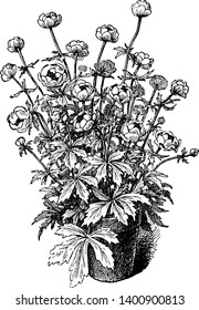 A picture is showing Trollius Europaeus. It is a perennial plant which belongs to Ranunculaceae family. It is native to Europe and Western Asia. Flowers are bright yellow and globe-shaped, vintage