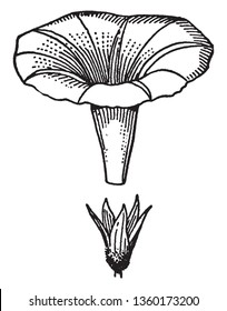 Picture is showing two Inflorescence of Morning Glory flower, vintage line drawing or engraving illustration.