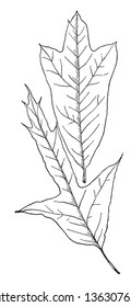 A picture showing two leaves of Spanish Oak tree which is also known as Quercus digitata, vintage line drawing or engraving illustration.