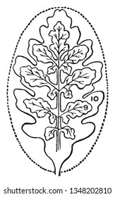 Una imagen que muestra dos tipos de hojas simples derivadas del tipo elíptico. Una está presionada de manera innata y la otra está dividida de forma innata, dibujo vintage de líneas o ilustración de grabado.