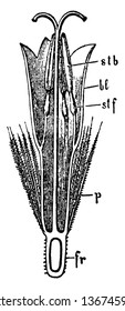 A picture showing a view in longitudinal section of a disco-floret of the flower of senecio, vintage line drawing or engraving illustration.