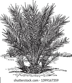 A picture showing young date palm with growing suckers or offshoots which is native to North Africa and the Middle East, vintage line drawing or engraving illustration.