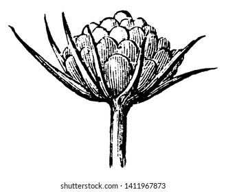 A picture is showing Young Inflorescence of Field Scabious, also known as Knautia Arvensis. It is perennial plant. It belongs to Honeysuckle Family. Flowers are bluish-lilac, vintage line drawing