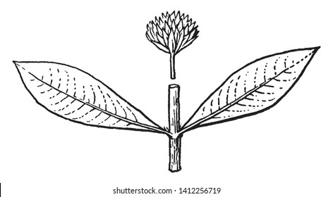 A picture shows Alternanthera Plant. It is genus may be known generally as joyweeds, or Joseph's coat. It is a widespread genus with most species, long leaves. Flowers in stalked head-like spikes.