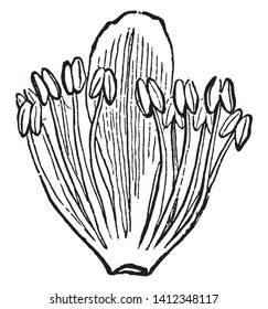 A picture shows American Linden Plant. It is the middle part of the flower containing the multiple stamens and filaments. Stamen has Pollain sac filled with pollain grains, vintage line drawing