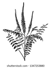 A picture shows Amorpha Fruticosa Plant & its parts. This species of flowering plant in legume family known by common names, including desert false indigo, false indigo-bush, and flowers are dark