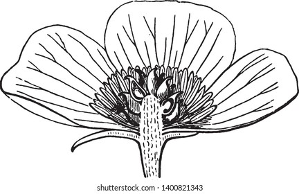 The Picture shows Anemone Flower. Petals are missing in the majority of species. The achenes are beaked & some species have feathery hairs attached to them. Spherical Bud & pollain grains are present