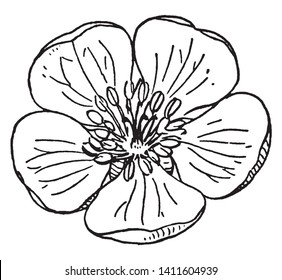 A picture shows apple flower. Leaves are flat and circular shaped and stamen's or filaments are present at the center. Pollein sac is present at the apex of stamen and fine lines are present on leaves