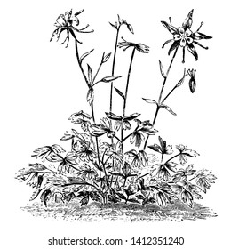 A picture shows Aquilegia Caerulea Flowers. It is herbaceous perennial plant often found at elevations. This beautiful plant can grow tall, with flowers sprouting in inflorescences produced, vintage