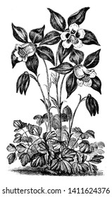 A picture shows Aquilegia Glandulosa Flower plant. The sepals, or outer part of the aquilegia Glandulosa flower, are a bright lilac blue and white petal, vintage line drawing or engraving illustration