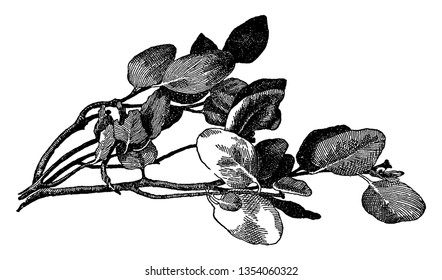 Picture shows Arctostaphylos Manzanita plant. Leaves are bright shiny green, wedge-shaped and pointed. The bark on the long, crooked branches is reddish, making shrub easily identifiable as manzanita