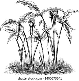 A Picture shows Arisaema Triphylla Flower Plant. It is commonly known as Jack-in-the-Pulpit. The spathes are striped with lines of purplish-brown. It is a perennial herb which grows in moist, vintage