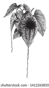 A Picture shows Aristolochia Grandiflora Plant. Flower is green, white, purple, brown veins. The center of flower is darker colored, which attracts pollinators along with distinctive reproductive odor