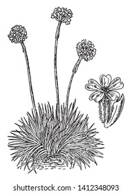 A Picture shows Armeria Vulgaris Plant. Its looks like shrub and it is also called as common thrift. The flowers are white, pink, or red and grow tall. The leaves are linear, vintage line drawing