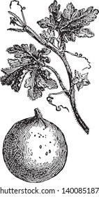 A picture shows Bitter Apple. Citrullus colocynthis, with many common names including colocynth, bitter apple, bitter cucumber, desert gourd, Egusi, vine of Sodom, or wild gourd, is desert viny plant