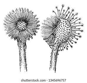 A picture shows Blade Sundew Plant Leaves. It is glistening dewdrops adorn the strap-like leaves of the sundew. Flowers are like sunflower and at the right flower have only half of them thus closed
