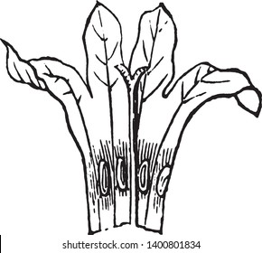 The Picture shows Bluet Flower. Stems are tall with one flower per stalk and thin fibers like-thread comes out from the calyx. These flowers are four-parted with calyx and pollain grains, vintage